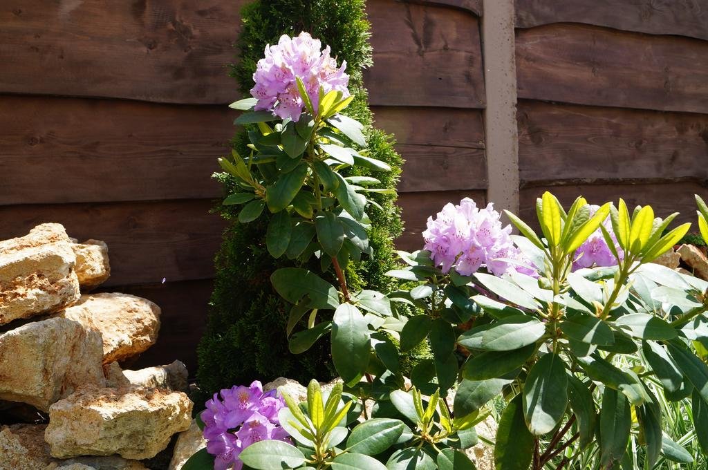 Гостиница Гостевой дом Инжир Севастополь